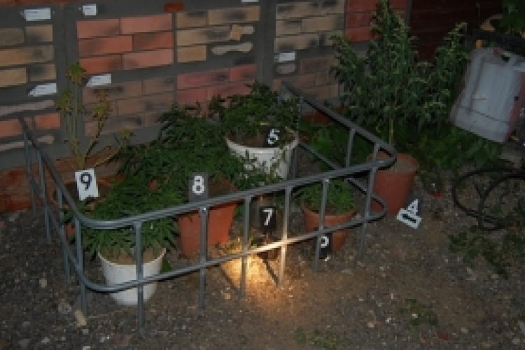 Por a fecskendőben, cannabis a lakásban