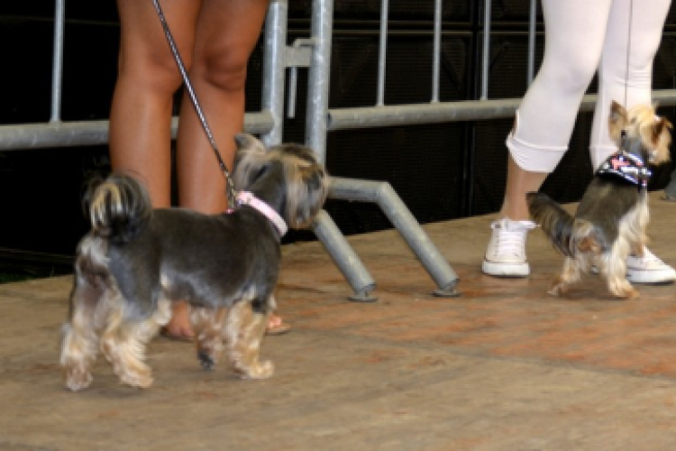 XII. Szigetköz ízei, Vármegye borai Fesztivál 3. nap