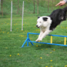Agility - Hobby Kutyások részére (Fotó: Nagy Mária)