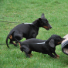 Nyílt nap a Kutya Iskolában (Fotó: Nagy Mária)