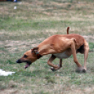 XI. Szigetköz ízei, Vármegye borai Fesztivál 3. nap