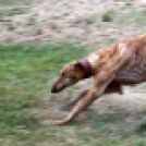 XI. Szigetköz ízei, Vármegye borai Fesztivál 3. nap