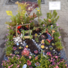 VII. Apró kezek, csodakertek Gyermek Kertépítő verseny