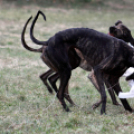 XI. Szigetköz ízei, Vármegye borai Fesztivál 3. nap 
