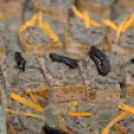 10. Országos könyvtári napok (Fotó: Horváth Attila)