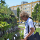 Entente Florale Day Mosonmagyaróvár - Virágzó Város Mosonmagyaróvár (Fotó: Bánhegyi István)