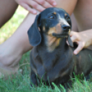 Mi a jó handler titka? - Szeminárium Turzó Jánossal (Fotó: Nagy Mária)