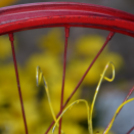 VI. Apró kezek, Csodakertek Gyermek Kertépítő verseny (Fotó: Bánhegyi István)