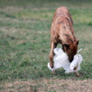 XI. Szigetköz ízei, Vármegye borai Fesztivál 3. nap 