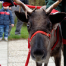 Flesch Karácsony (fotó: Horváth Attila)