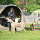 CAC kutyakiállítás (Fotó: Nagy Mária)