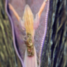 Megvalósult álmok című kiállítás