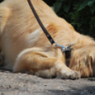 Családi nap a Gyerekek Átmeneti Otthonában