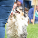 CAC kutyakiállítás (Fotó: Nagy Mária)