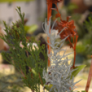 Családi délután a Pillangó Óvoda és Mini Bölcsődében 