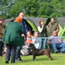 CAC kutyakiállítás (Fotó: Nagy Mária)