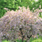 Belvárosi Üzletkör - Makett kiállítás Szombatján 