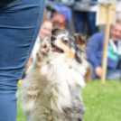 CAC kutyakiállítás (Fotó: Nagy Mária)