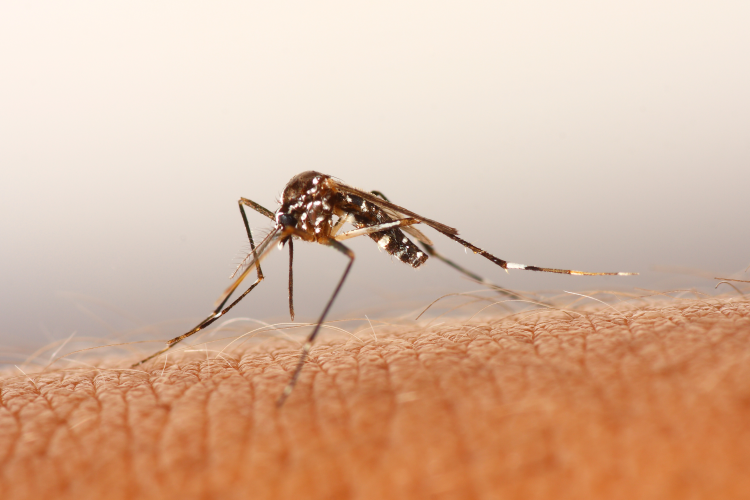 Ismét szúnyoggyérítés lesz Mosonmagyaróváron 