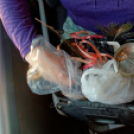 Japán Kert (Fotó: Horváth Attila)