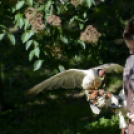 XII. Szigetköz ízei, Vármegye borai Fesztivál 2. nap