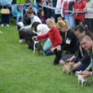 CAC kutyakiállítás (Fotó: Nagy Mária)