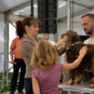 XII. Szigetköz ízei, Vármegye borai Fesztivál 3. nap