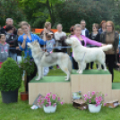 CAC kutyakiállítás (Fotó: Nagy Mária)