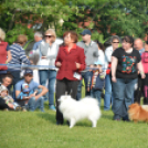 CAC kutyakiállítás (Fotó: Nagy Mária)