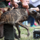 XI. Szigetköz ízei, Vármegye borai Fesztivál 3. nap 