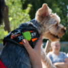 A mosonmagyaróvári kutyafuttató megnyitója