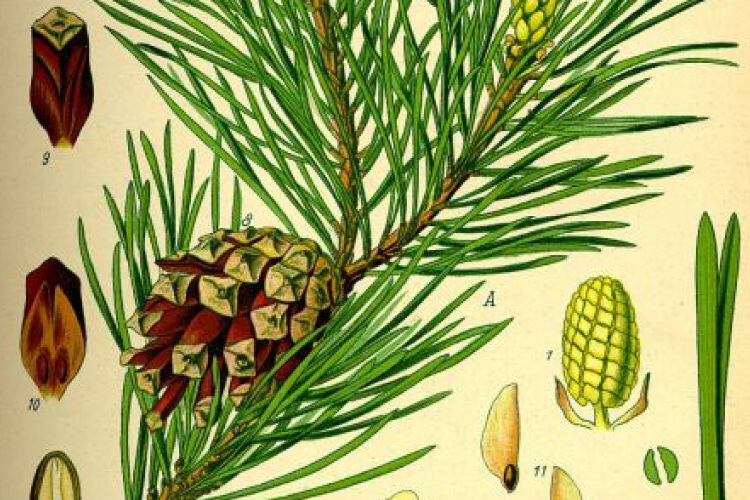 Herbamesék: A fenyőről...