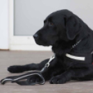 XII. Elfogadás napja Mosonmagyaróvár