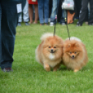 CAC kutyakiállítás (Fotó: Nagy Mária)