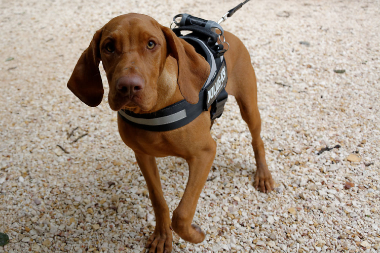 Első Engler Családi Nap (Fotó: Horváth Attila)