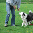 Agility - Hobby Kutyások részére (Fotó: Nagy Mária)
