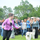 CAC kutyakiállítás (Fotó: Nagy Mária)