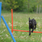 Agility Attilával (Fotó: Nagy Mária)