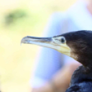  Szigetköz ízei, Vármegye borai Fesztivál 2. nap (Fotó: Stipkovits Veronika, Bánhegyi István)