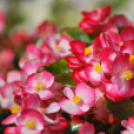 Szent Mihály napok (Fotó: Nagy Mária)