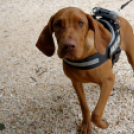 Első Engler Családi Nap (Fotó: Horváth Attila)