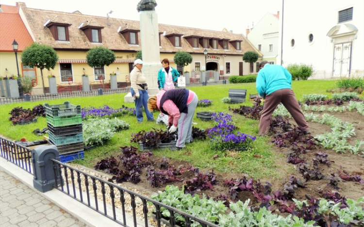 Egynyári virágok kiültetése