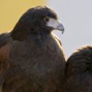 Madaras nap a Pillangó Óvoda és Mini Bölcsődében 