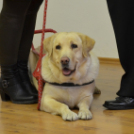 Tapintsd meg, képzeld el, leld örömöd benne című kiállítás és megnyitója ( Fotó: Patács Judit )