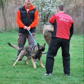 Nyílt nap a Kutya Iskolában (Fotó: Nagy Mária)