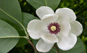 Természetes Egészség előadás sorozat