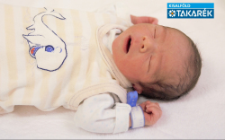 Hörcsög Soma, Kimle