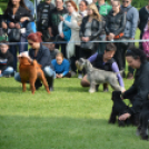 CAC kutyakiállítás (Fotó: Nagy Mária)
