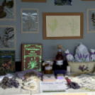 III. Szigetközi Gyógynövénynap megnyitó