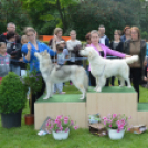 CAC kutyakiállítás (Fotó: Nagy Mária)